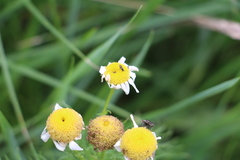 Braconidae