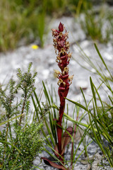 Satyrium lupulinum