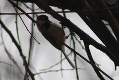 Poecile carolinensis