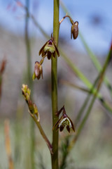 Eulophia bolusii