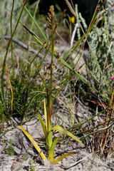 Eulophia bolusii