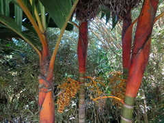Areca vestiaria