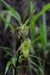 Phragmipedium longifolium