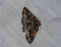 Pericyma atrifusa