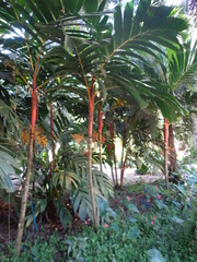 Areca vestiaria