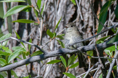 Empidonax wrightii