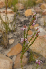 Erica articularis