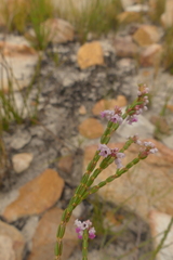 Erica articularis