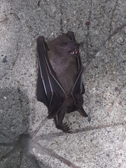 Cynopterus brachyotis