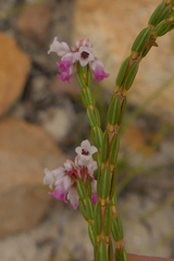 Erica articularis