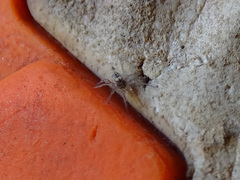Oecobius maculatus