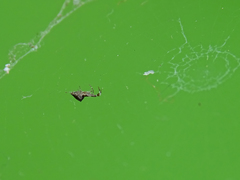 Uloborus plumipes