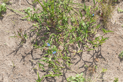 Commelina diffusa diffusa