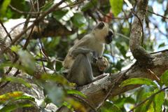 Chlorocebus pygerythrus nesiotes