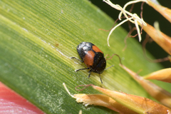 Lexiphanes biplagiatus