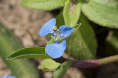 Commelina diffusa diffusa