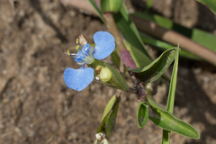 Commelina diffusa diffusa