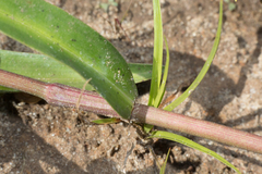 Commelina diffusa diffusa