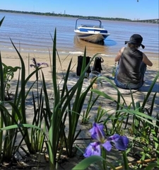 Iris giganticaerulea