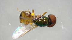 Microchrysa flaviventris