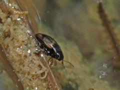 Hydroglyphus geminus