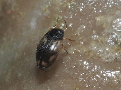 Hydroglyphus geminus