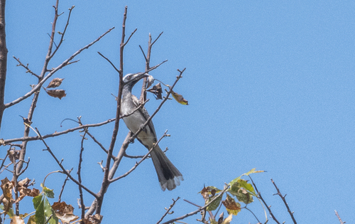 African Gray Hornbill
