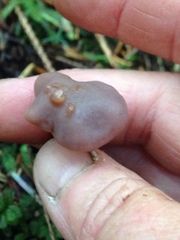 Gymnopus acervatus image