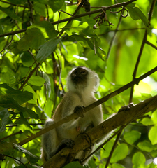 Chlorocebus pygerythrus nesiotes