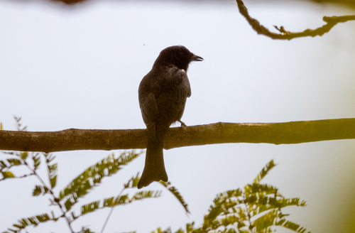 Fork-tailed Drongo