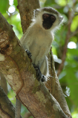Chlorocebus pygerythrus nesiotes