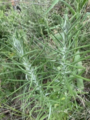 Pseudognaphalium oligandrum