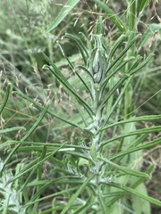 Pseudognaphalium oligandrum