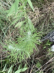 Pseudognaphalium oligandrum