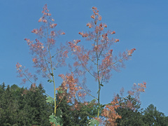 Macleaya cordata
