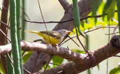 Eremomela pusilla