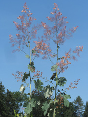 Macleaya cordata