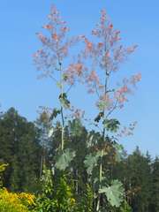 Macleaya cordata
