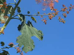 Macleaya cordata