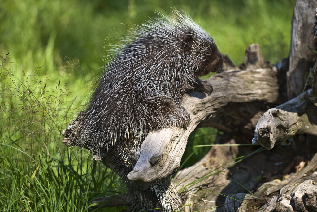 North American Porcupine (Mammals of Chiricahua NM) · iNaturalist