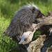 North American Porcupine - Photo (c) Danny Barron, some rights reserved (CC BY-NC-ND)