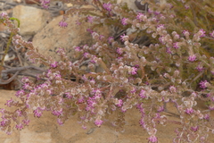 Erica similis