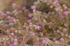 Erica similis