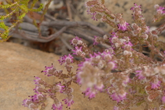 Erica similis
