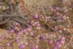 Erica similis
