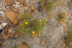 Argyrolobium pachyphyllum