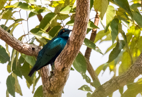 Lesser Blue-eared Starling
