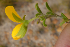 Argyrolobium pachyphyllum