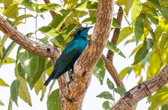 Lamprotornis chloropterus