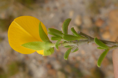 Argyrolobium pachyphyllum